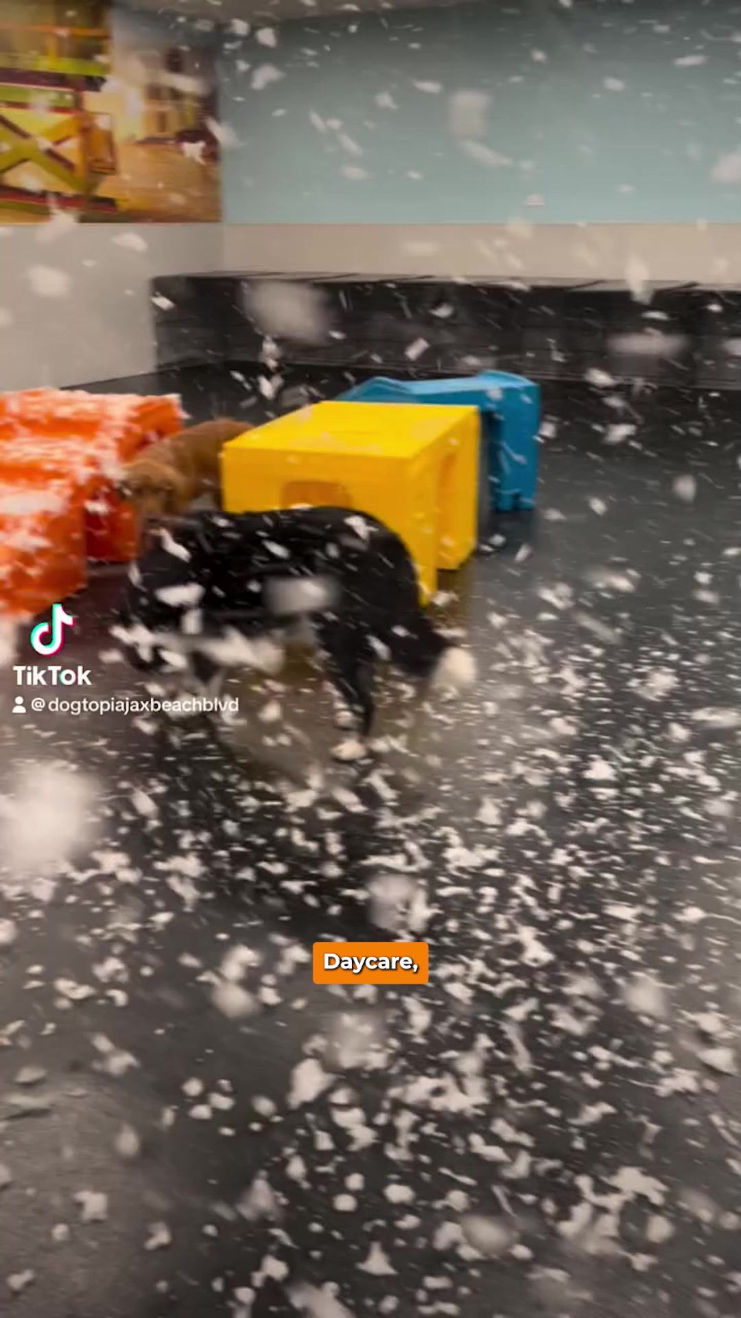 Today’s Pet Care Pick: Dogtopia Jacksonville