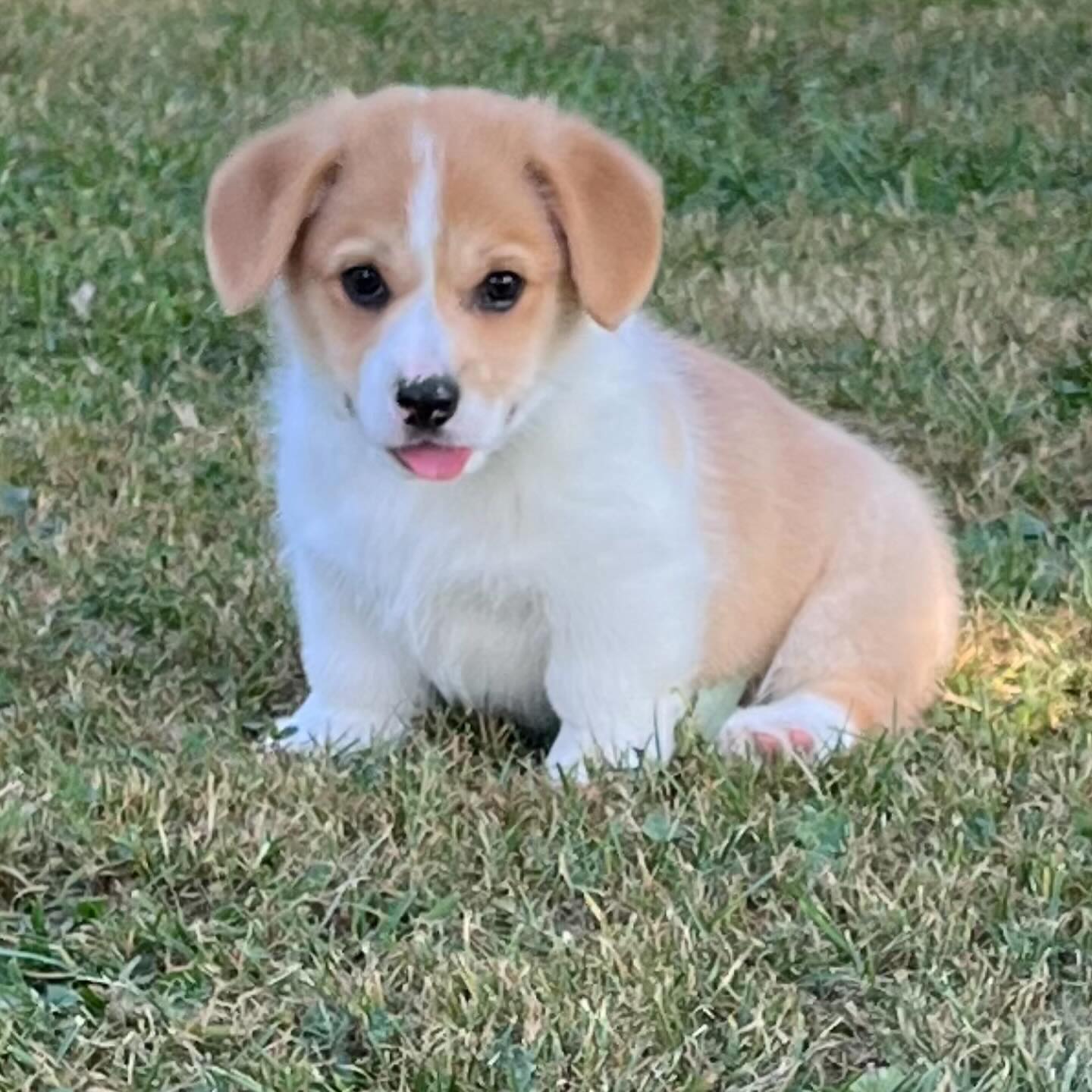 National K-9 Learning Center