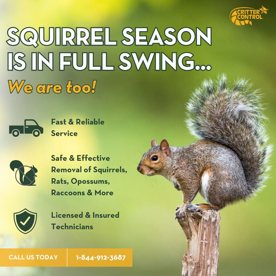 Critter Control Pest Control ad creative