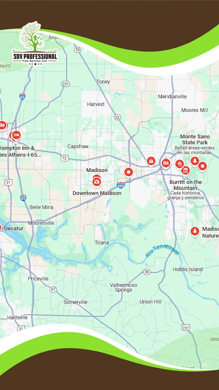 Safe Tree Removal & Trimming