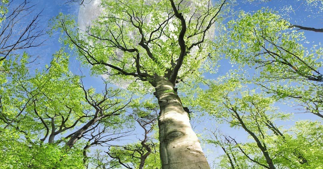 Columbia Tree & Lawn Service Tree Service ad creative