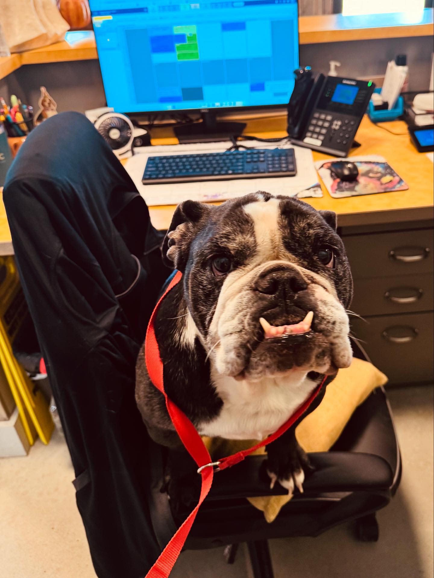 Granger Veterinary Hospital