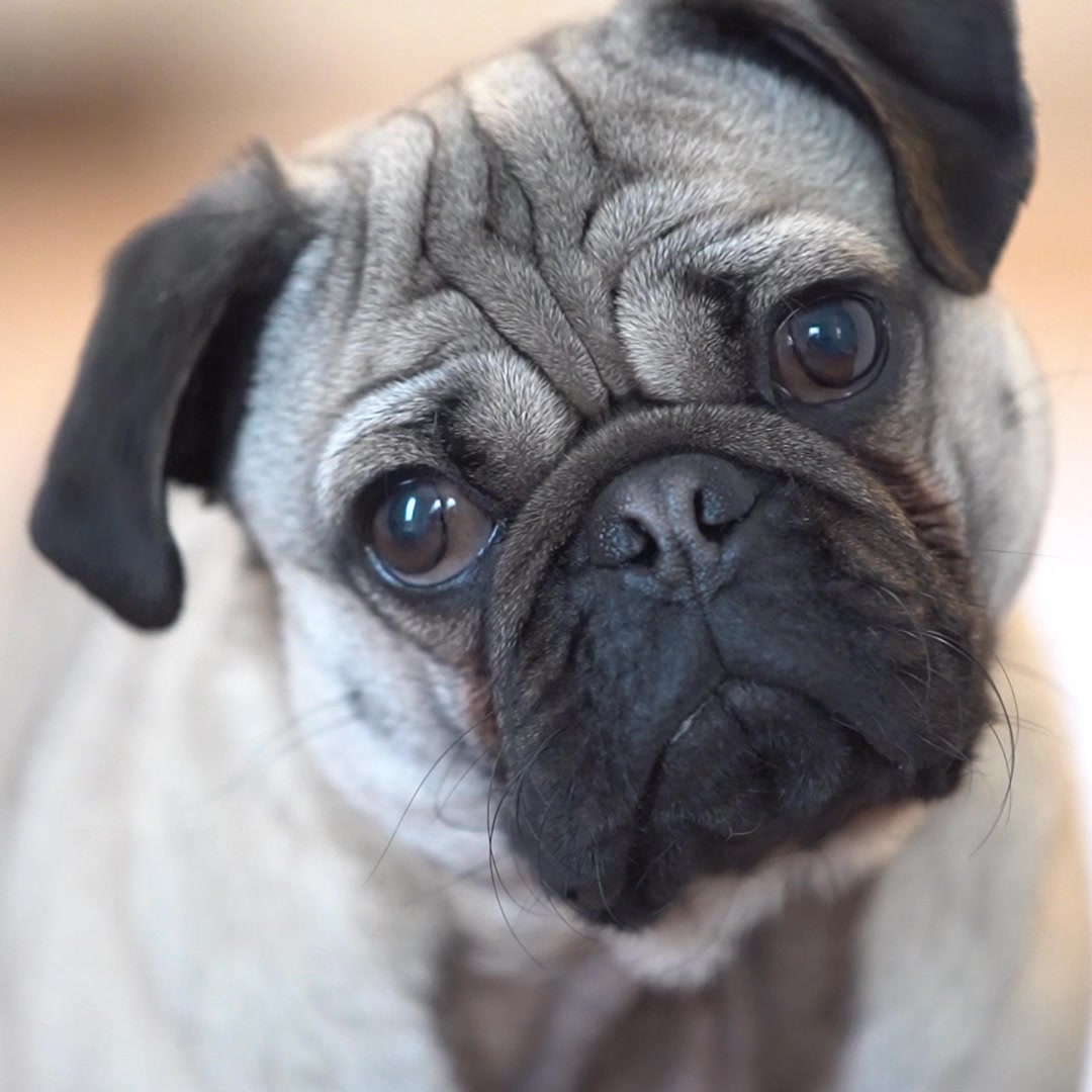 Your Best Friend Deserves the Best Days!