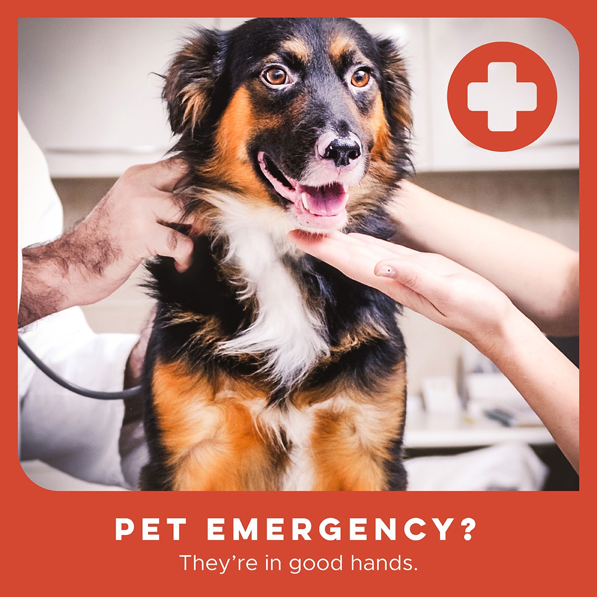 Emergency Veterinary Clinic Veterinarian ad creative