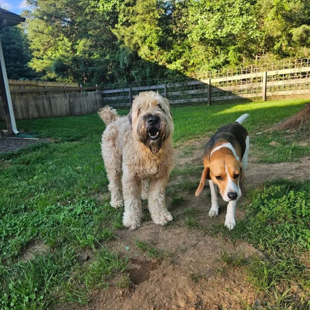 Safe, Spacious, And Welcoming Dog Stays