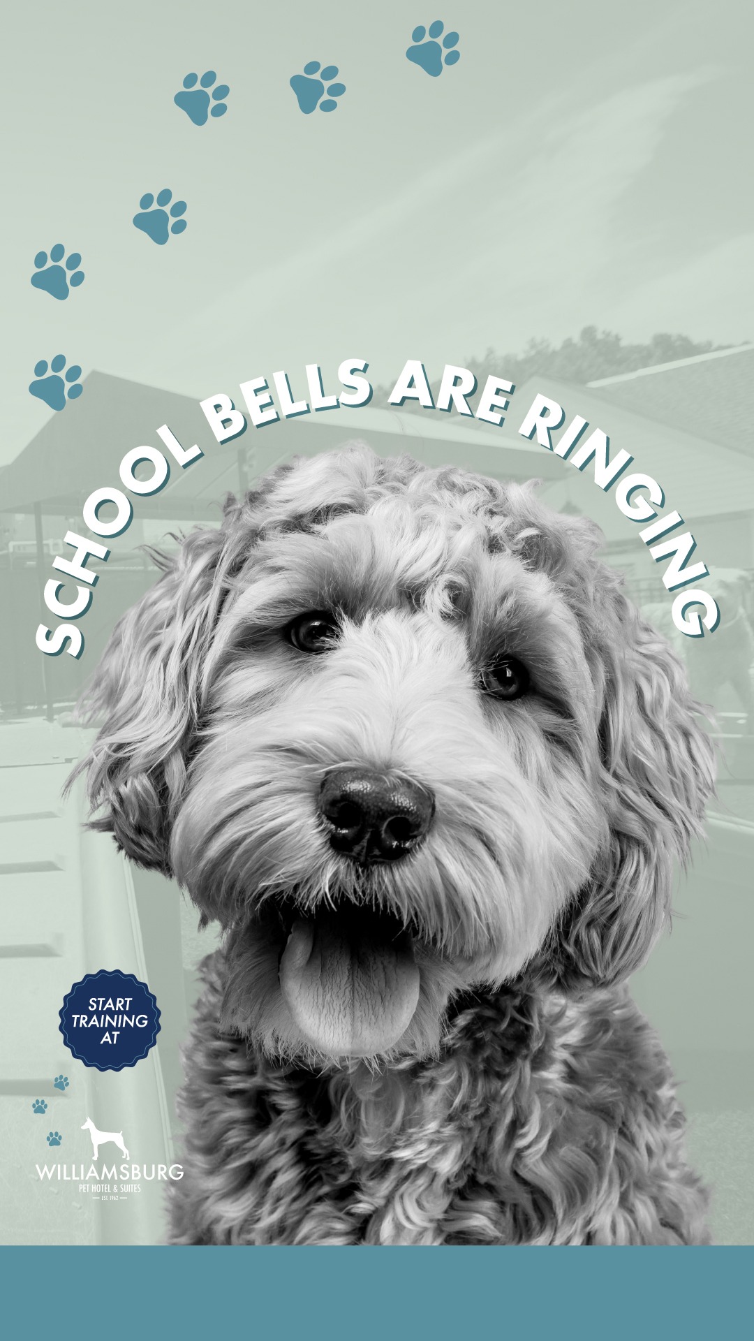 Send Your Dog to a Trainer You Can Trust