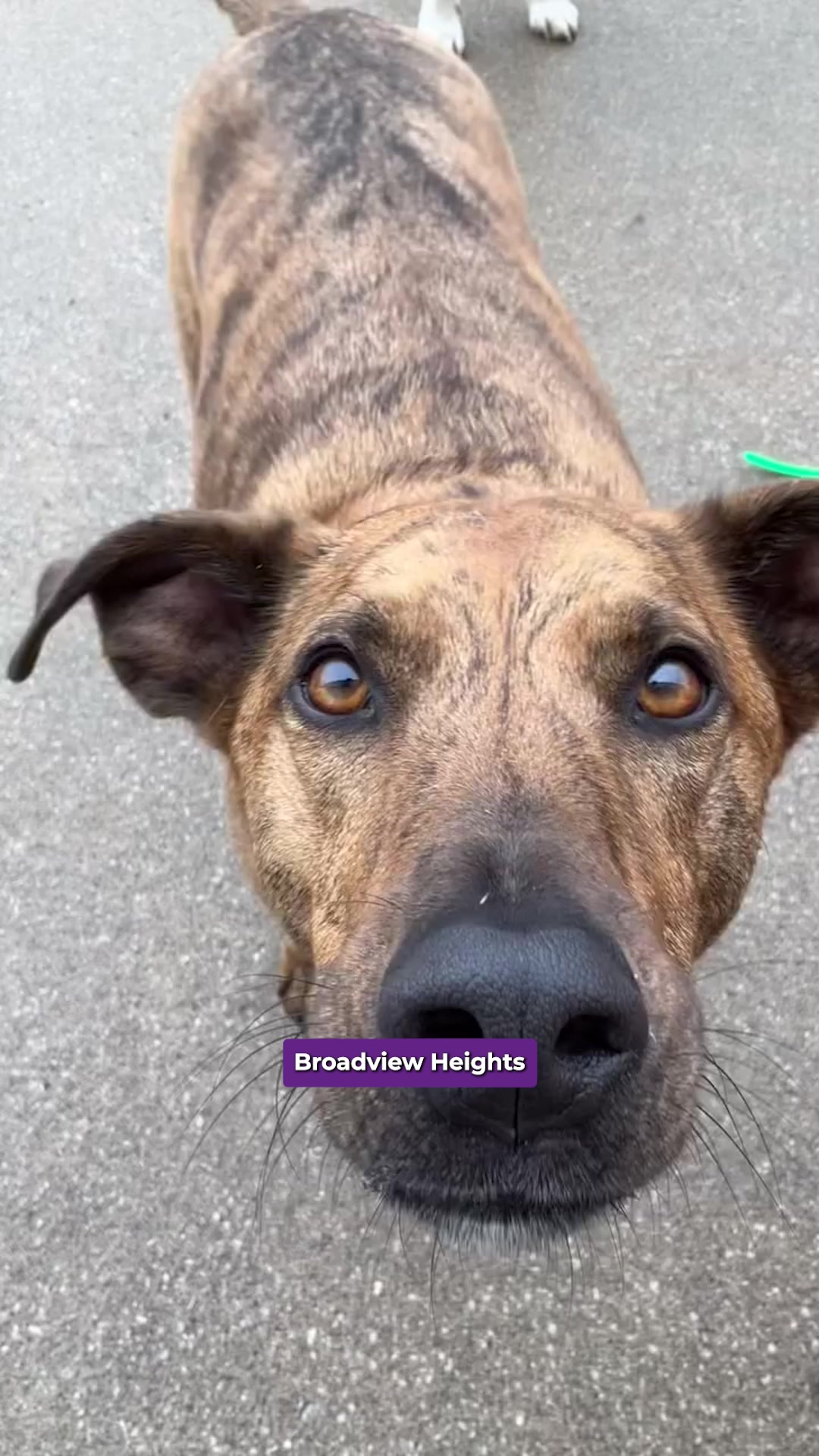 Today's Pet Care GoHighLevel Resellers ad creative