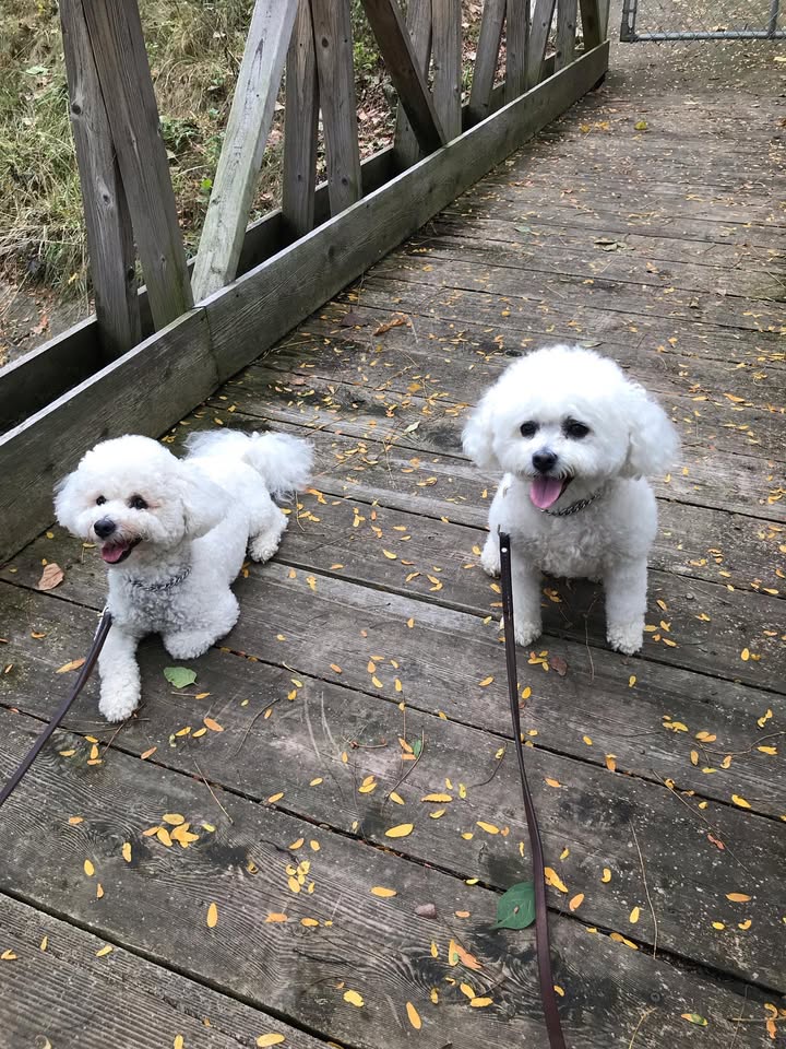 National K-9 Learning Center