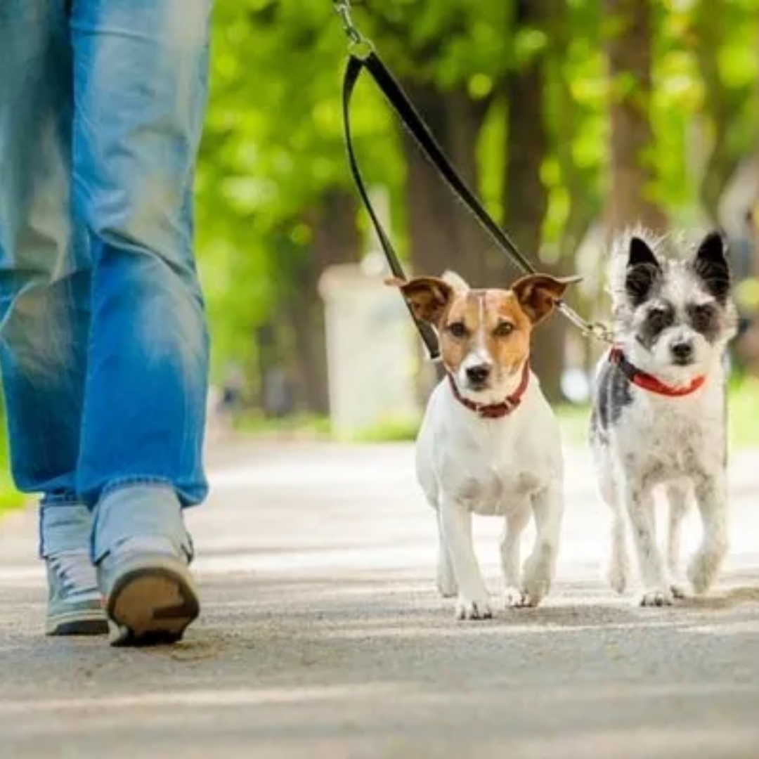 Caring For Your Pets Like Family