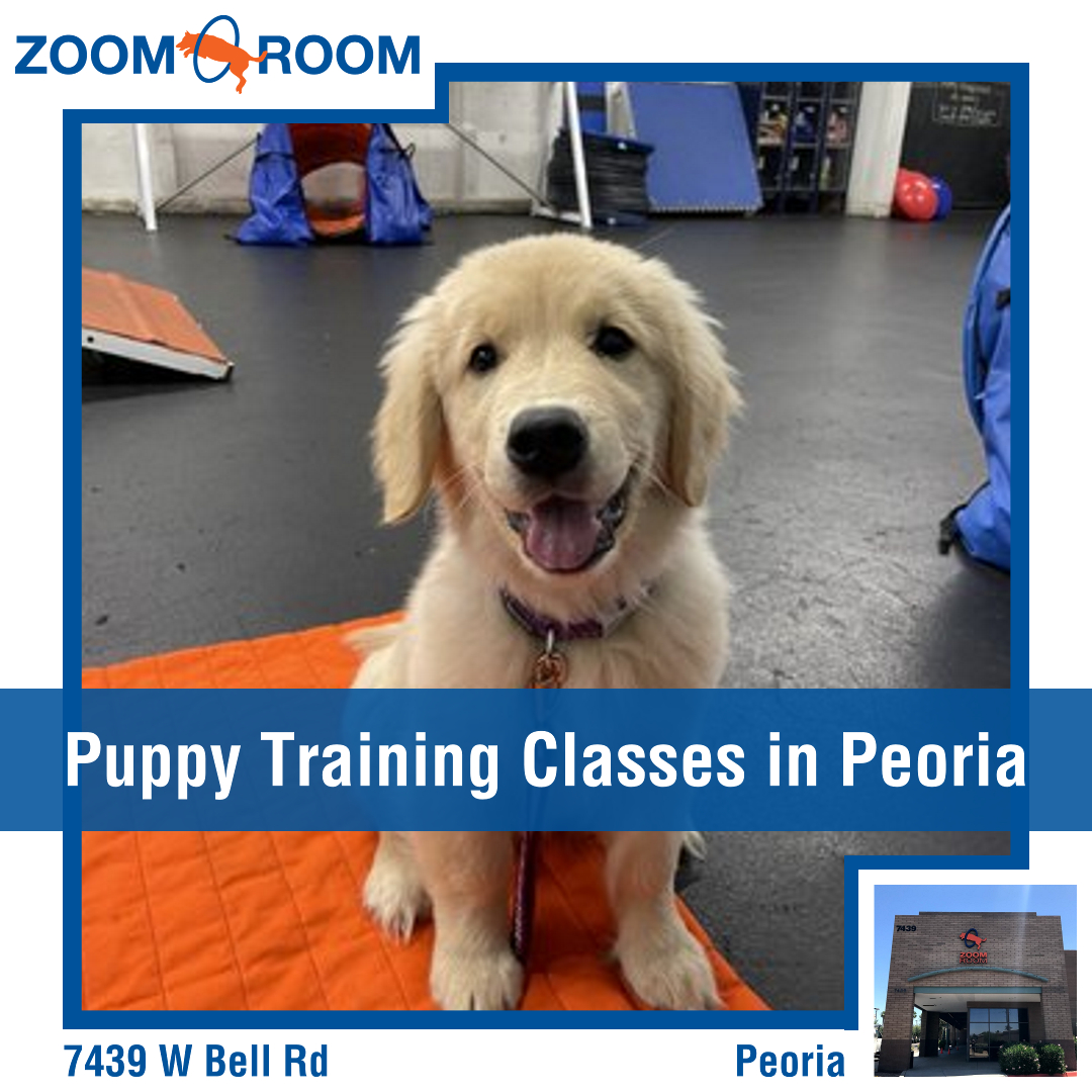 Zoom Room Dog Training