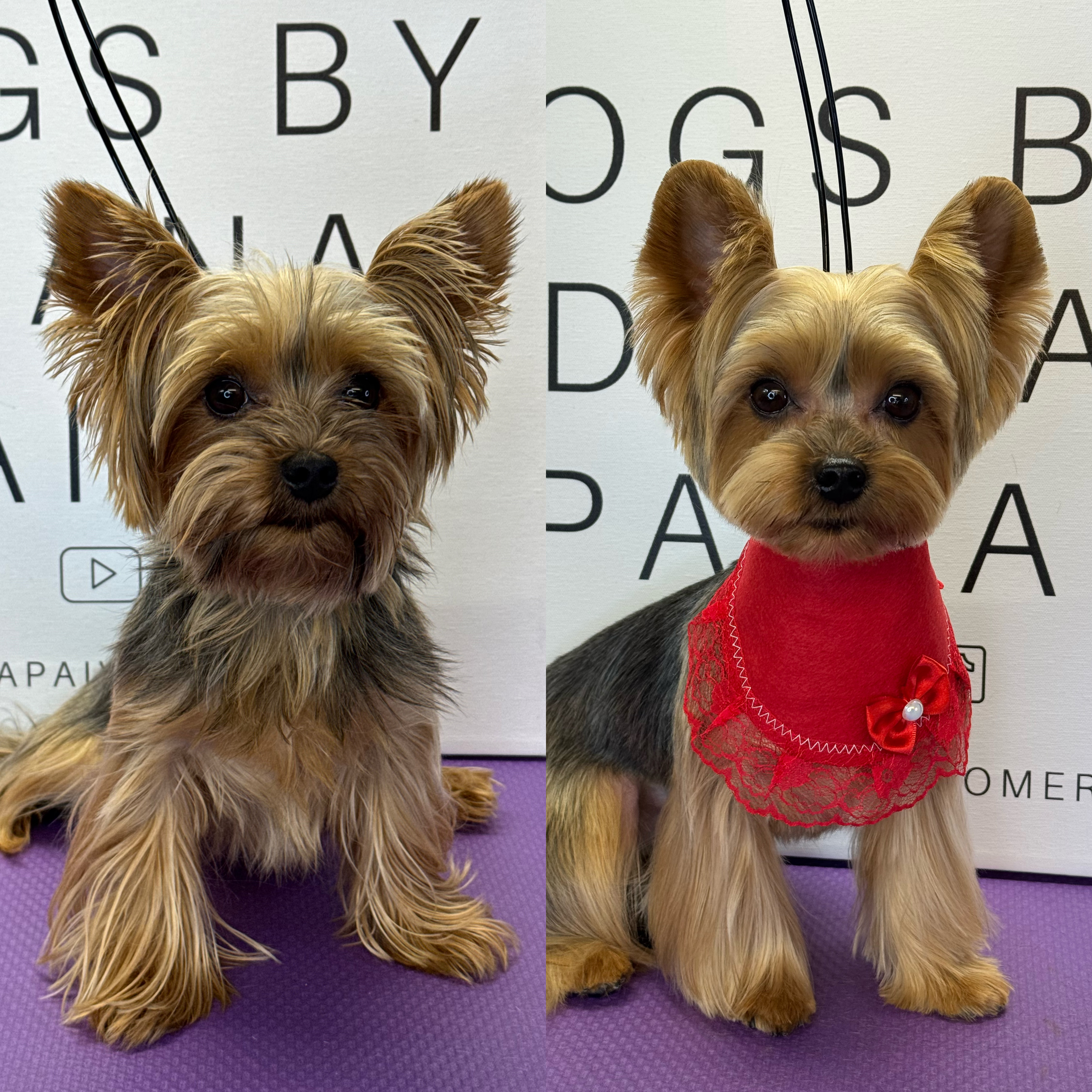 Request Your Grooming Appointment