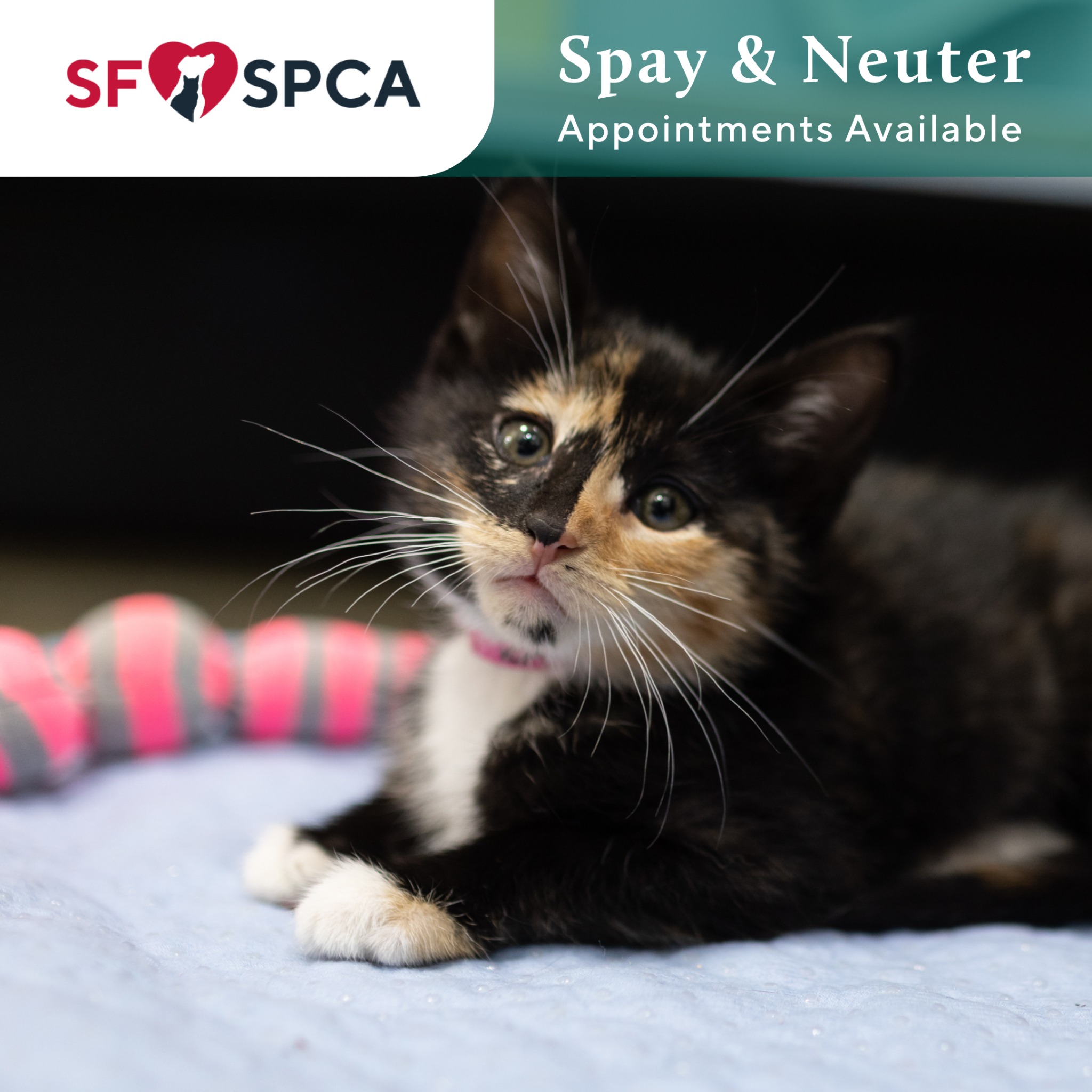The San Francisco SPCA Veterinarian ad creative