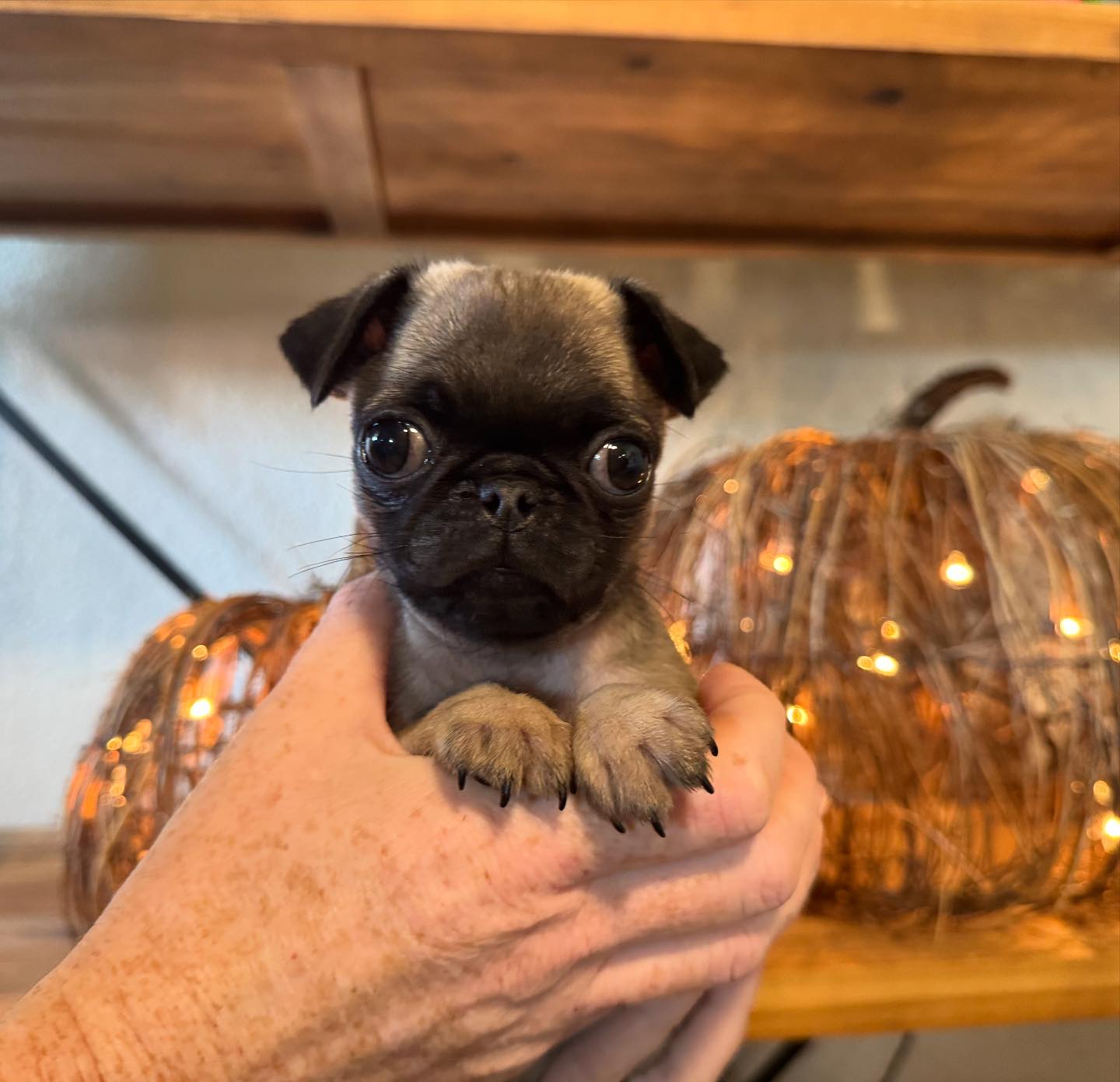 Granger Veterinary Hospital