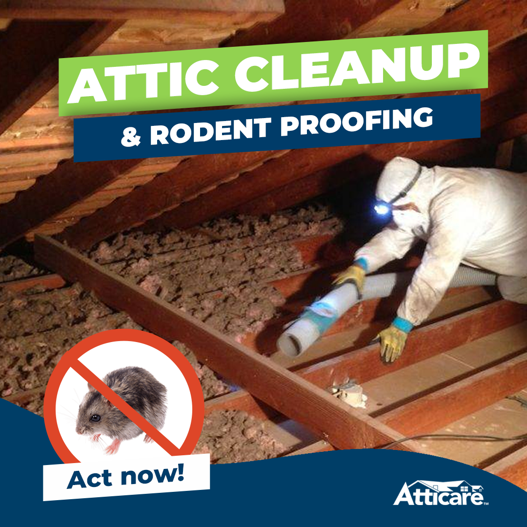 Get rid of attic pests in 1 day