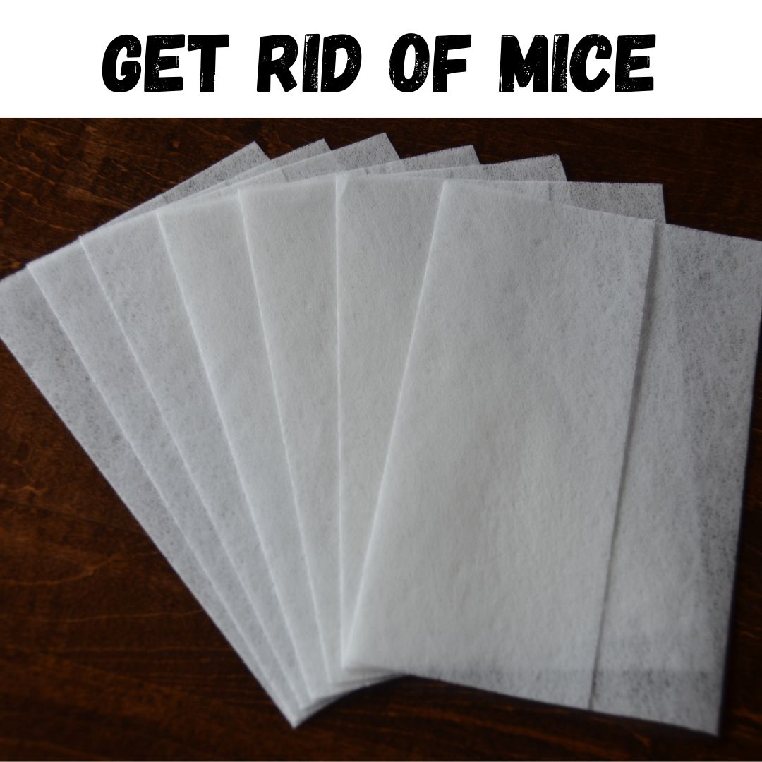 GoSearchable Today Pest Control ad creative