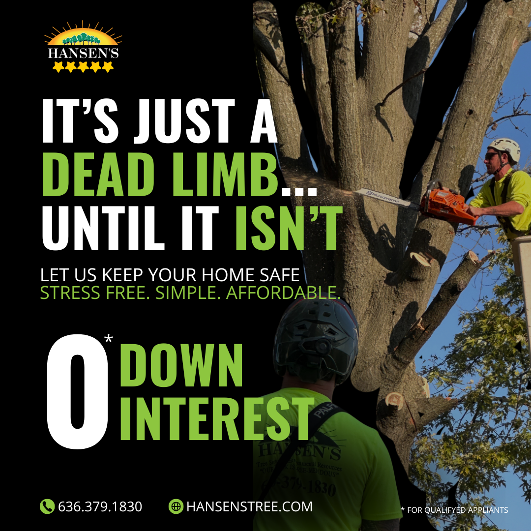 It's Just a Dead Limb…Until It Isn't!