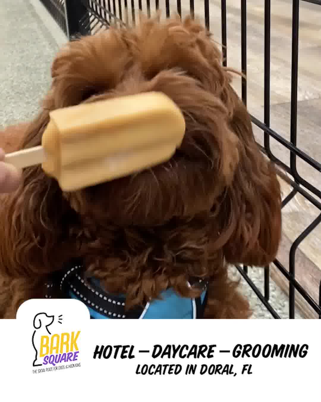 🐶 Miami’s Top-Rated Dog Hotel