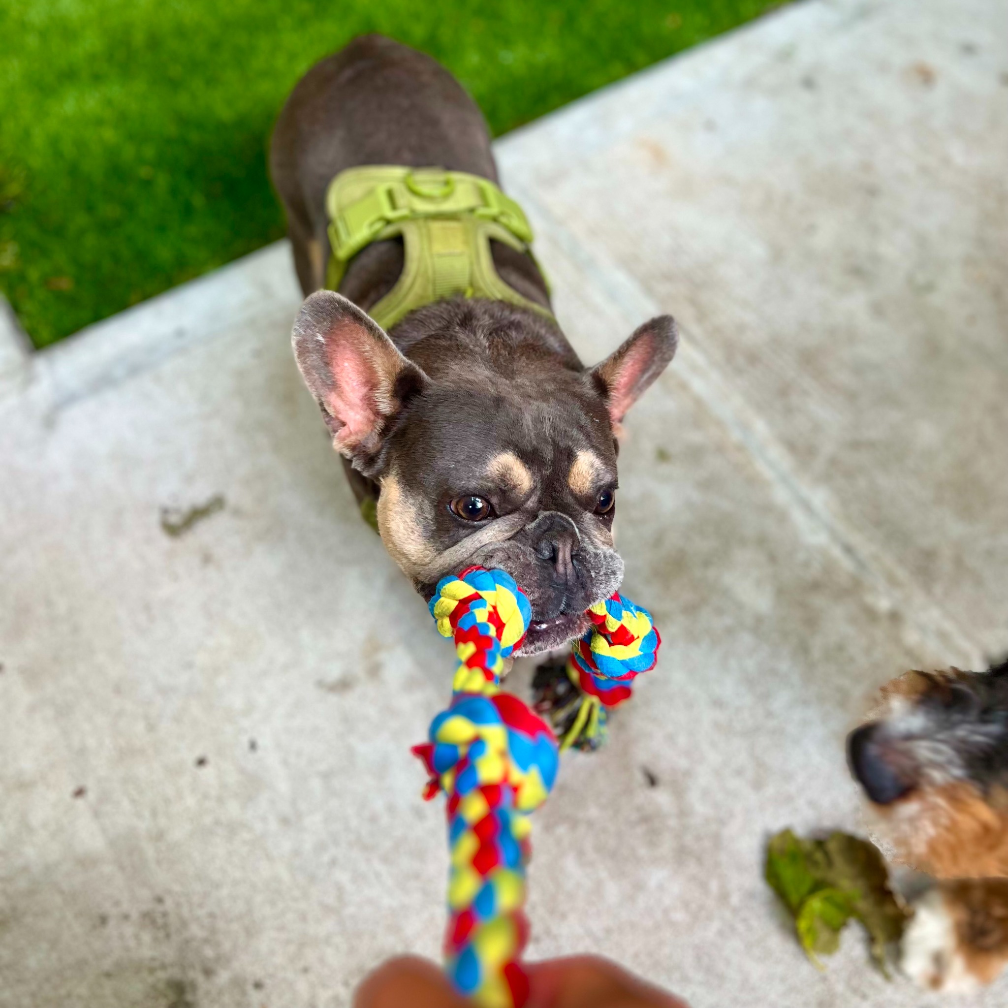 Looking for a trusted dog boarding service?