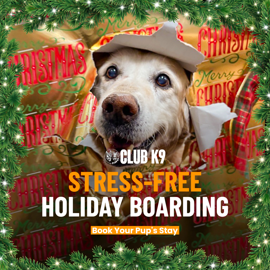 Book Holiday Dog Boarding Online