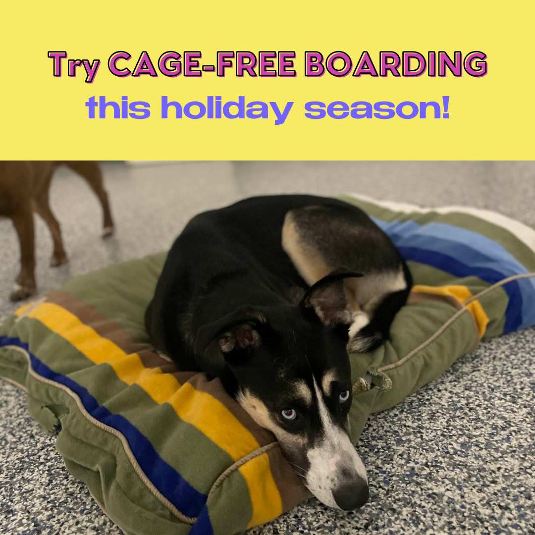 Thanksgiving Boarding Filling Fast!