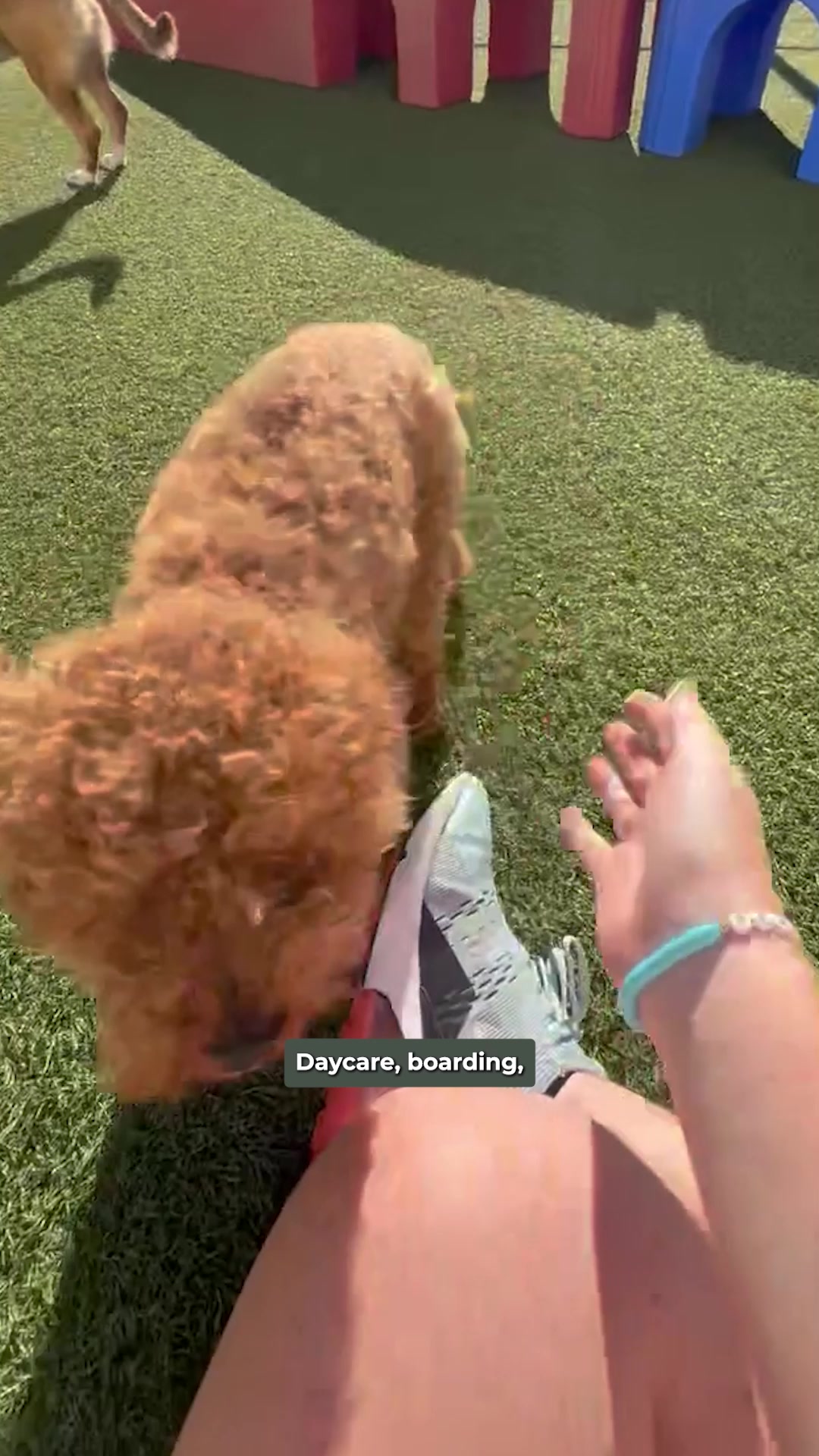 Today’s Pet Care Pick: Puppy Love Nanuet