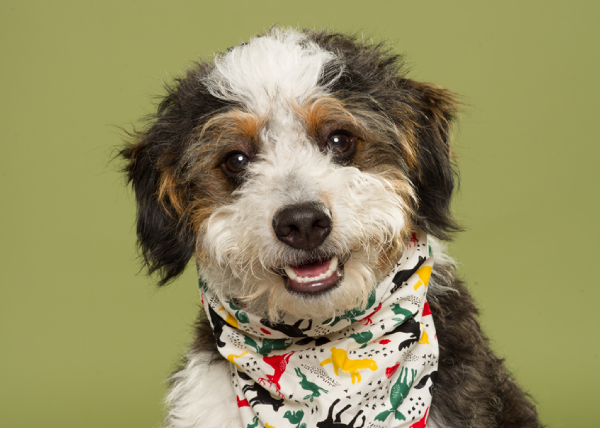 Canine Crews Pet Boarding ad creative