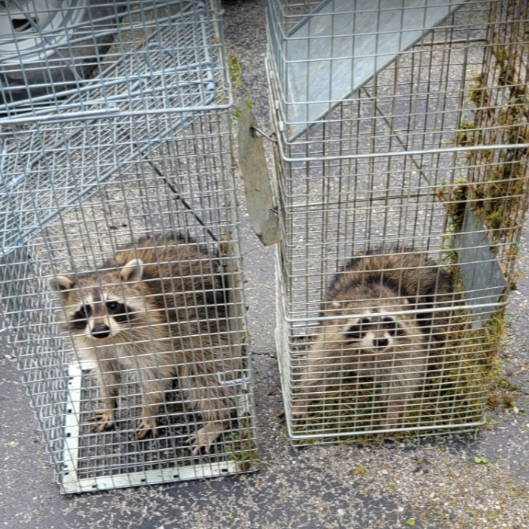 Why Michigan Homeowners Trust Humane Wildlife Removal - Michigan's Bat Expert | Wildlife Removal Services