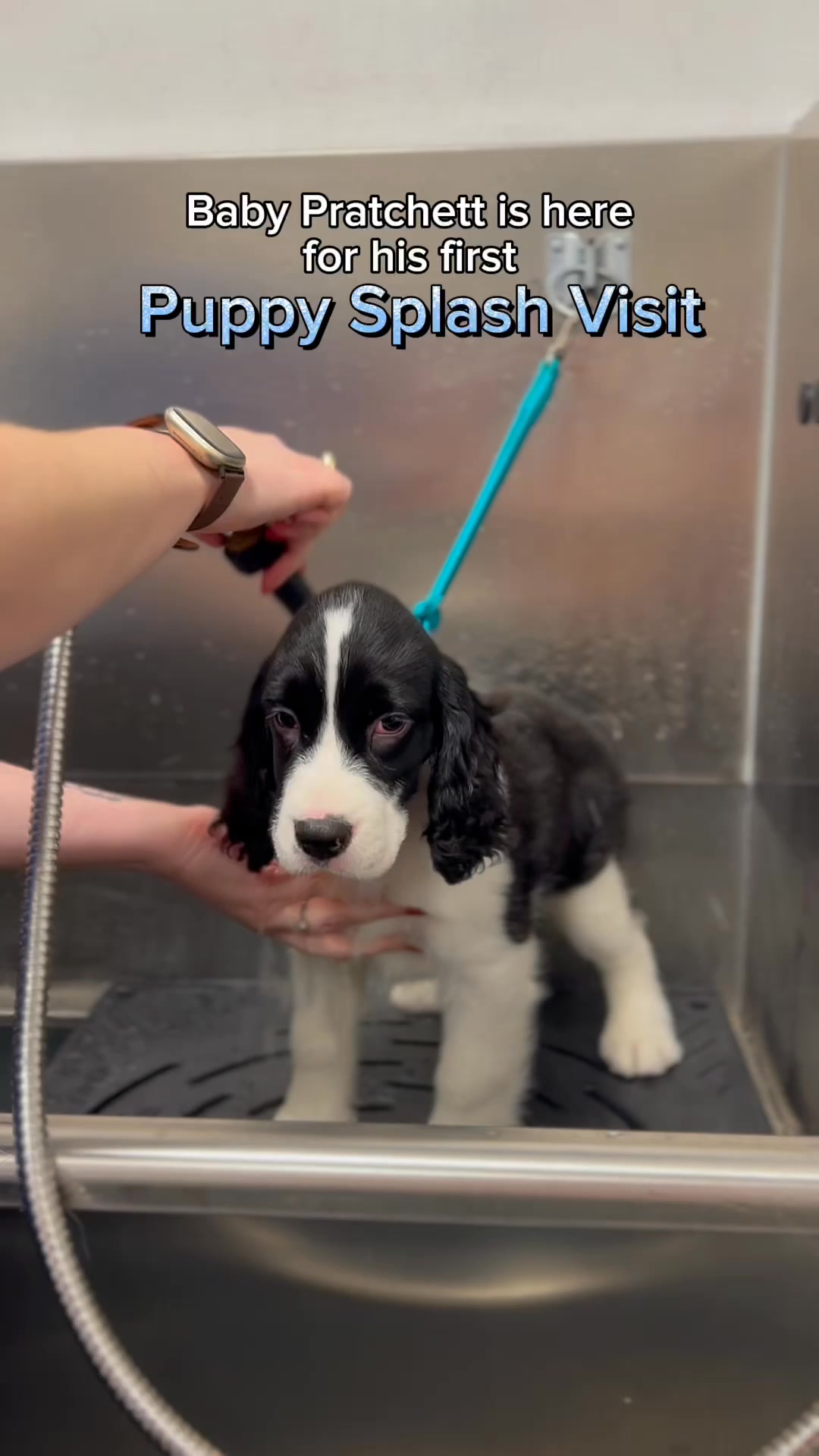 Trusted by Thousands of Tri-Cities Dog Parents