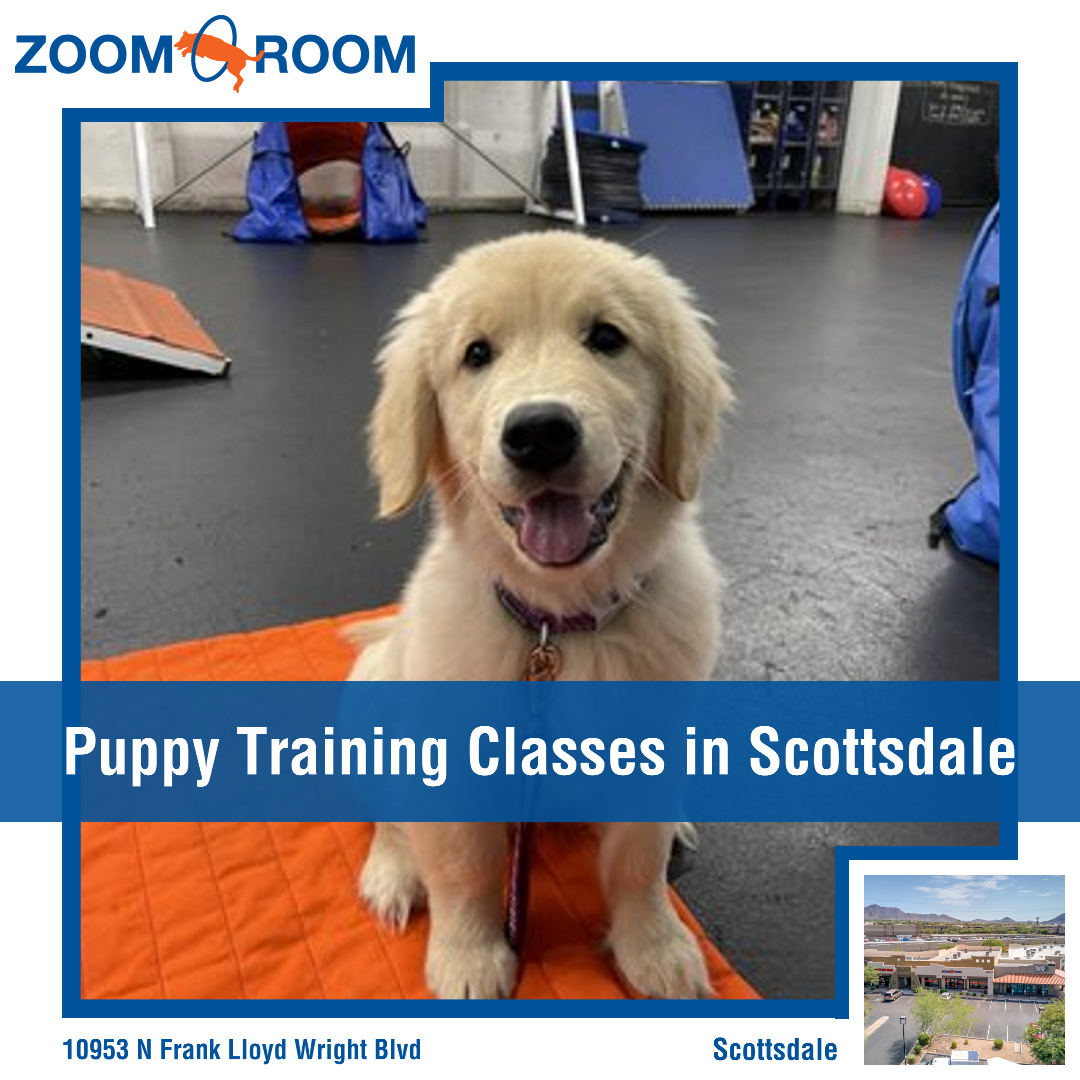 Zoom Room Dog Training