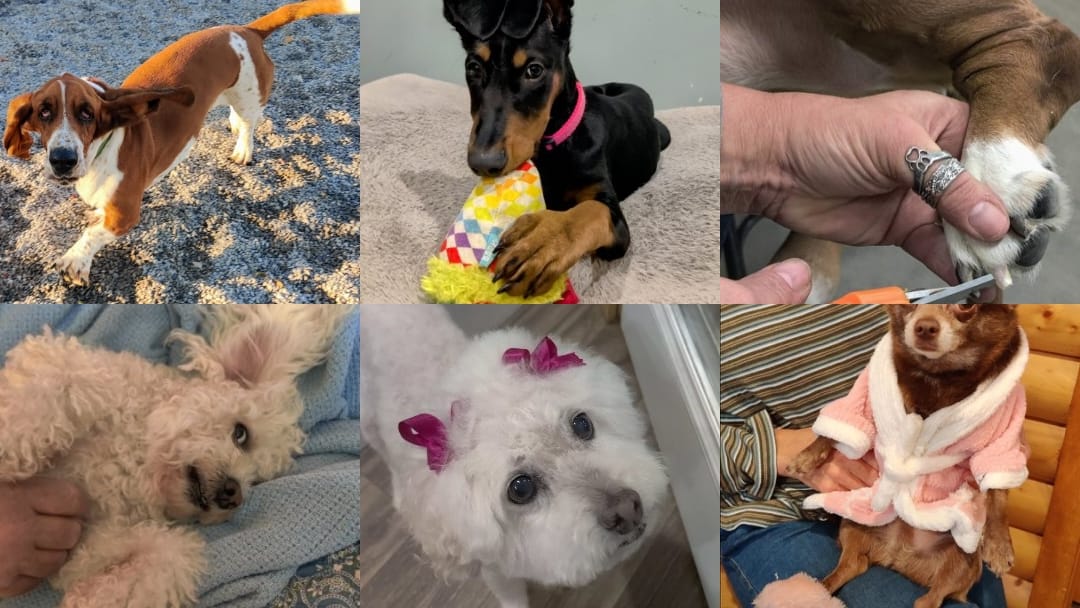 ABC Boarding Kennel and Grooming for Pets Pet Boarding ad creative