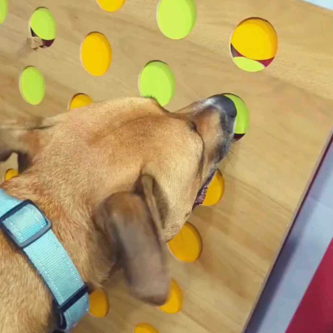 Playtime Pup Ranch Pet Boarding ad creative