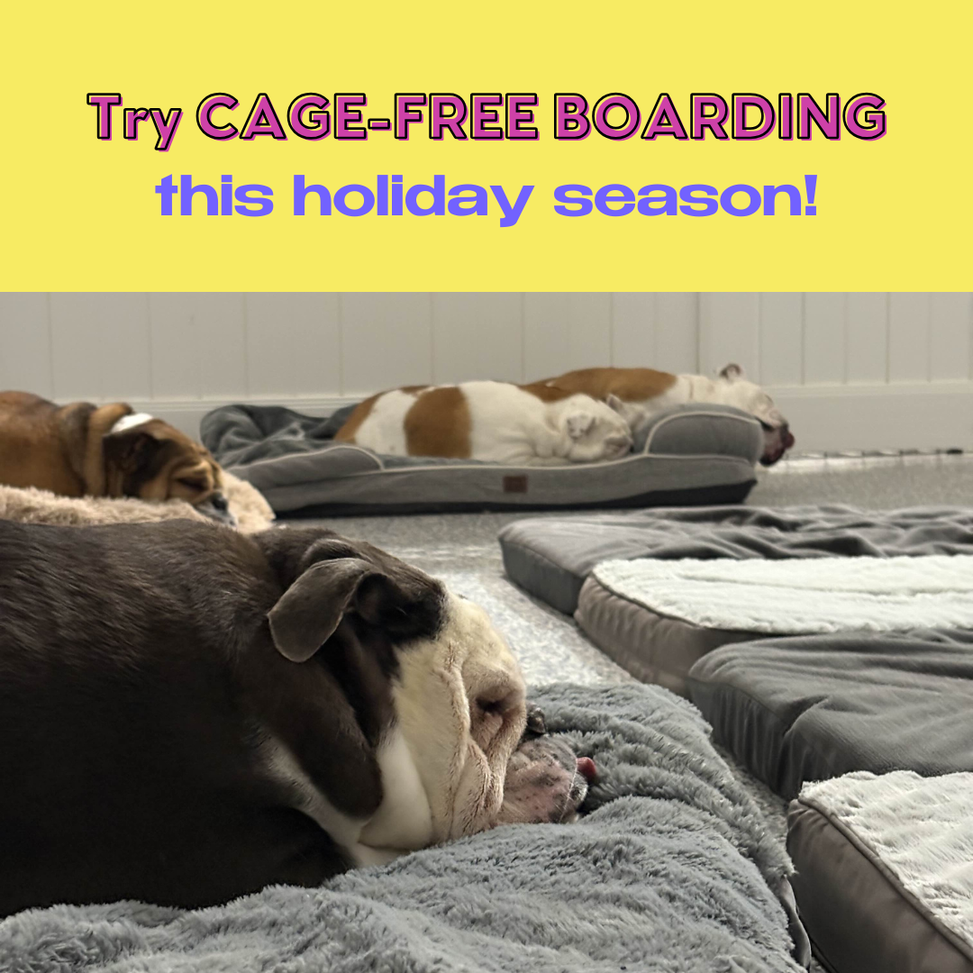 Thanksgiving Boarding Filling Fast!