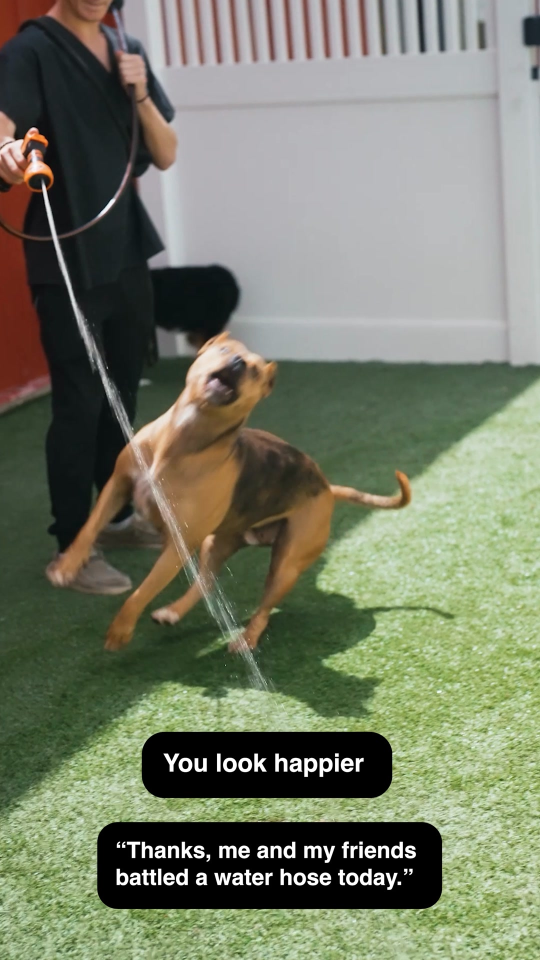 Daycare @ The Dog Stop