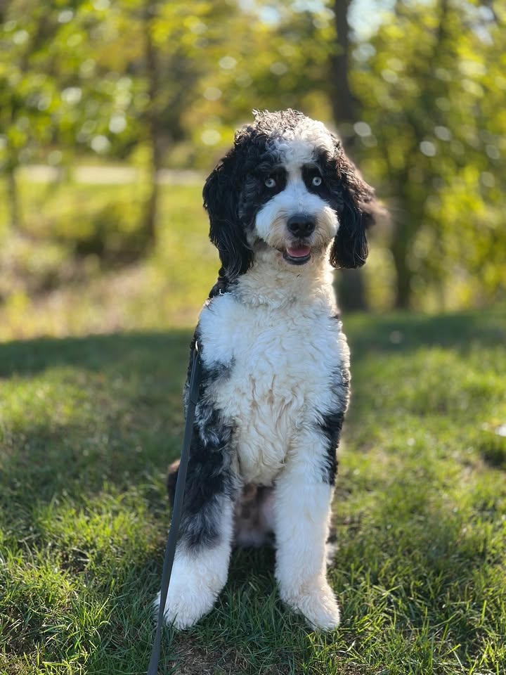 National K-9 Learning Center