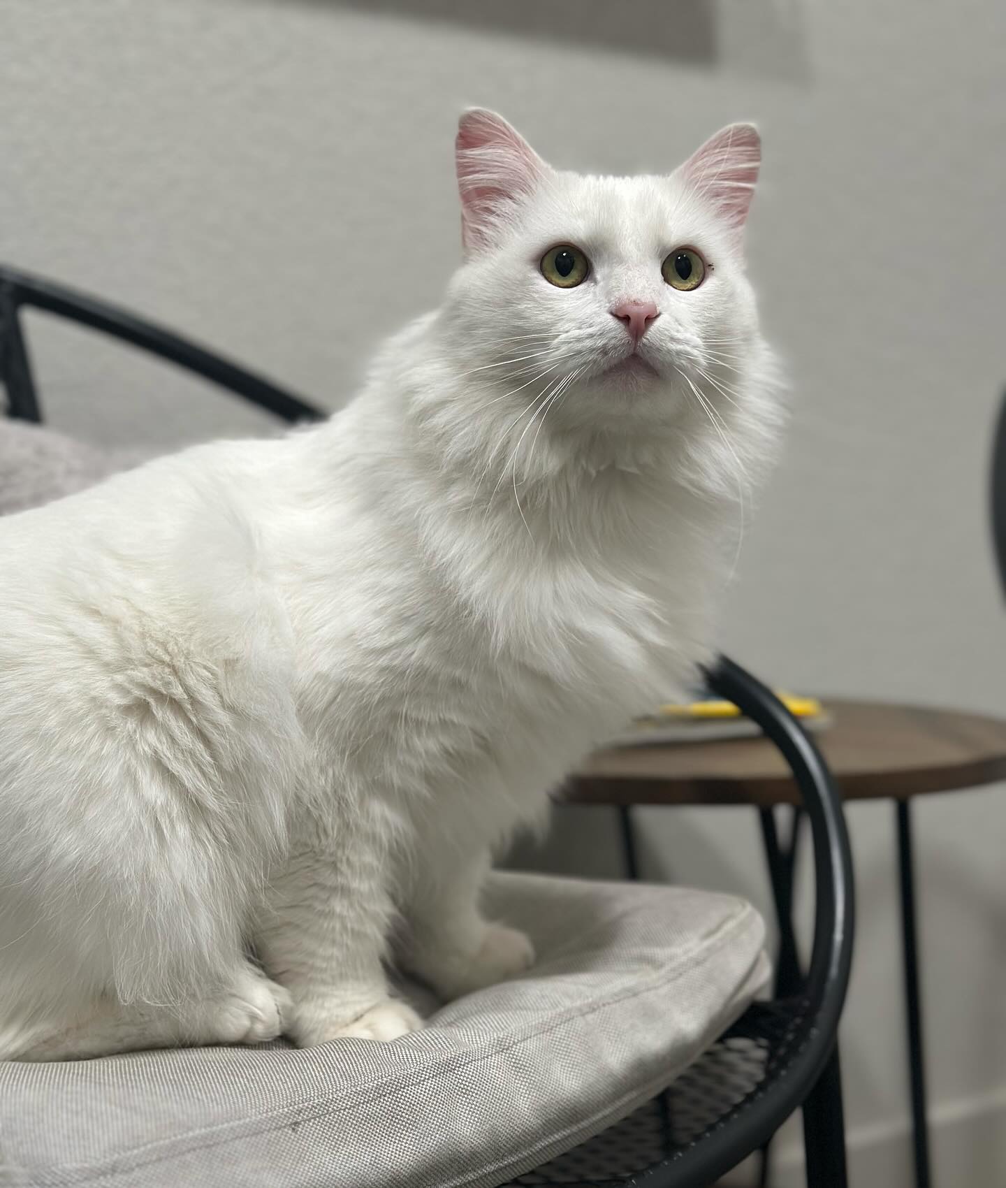 Granger Veterinary Hospital