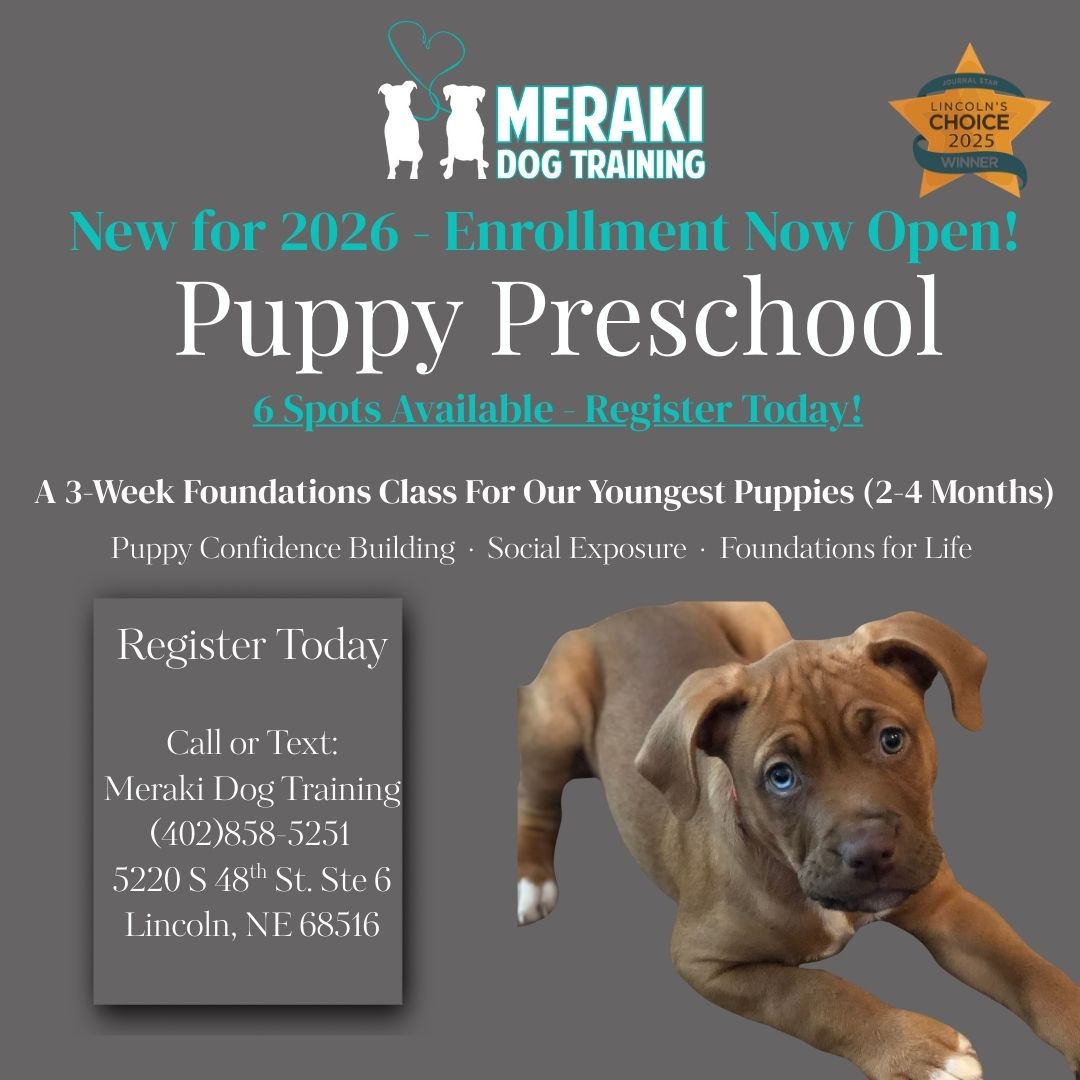 Introducing Puppy Preschool at Meraki Dog Training!