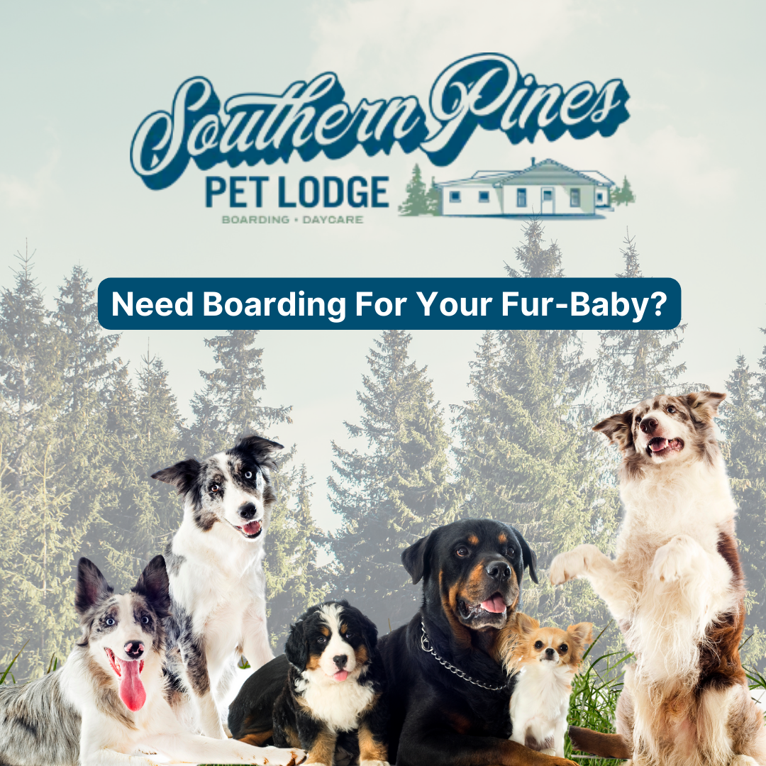 Southern Pines Pet Lodge Pet Boarding ad creative