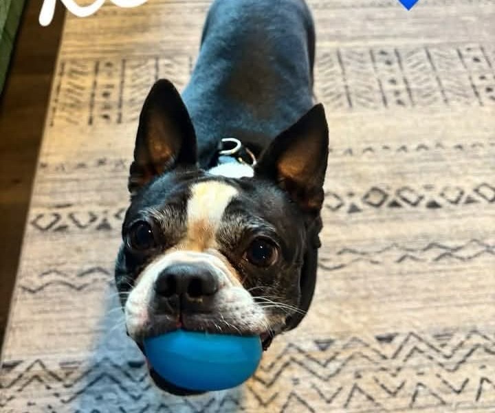 Kisses & Cuddles Pet Nannies