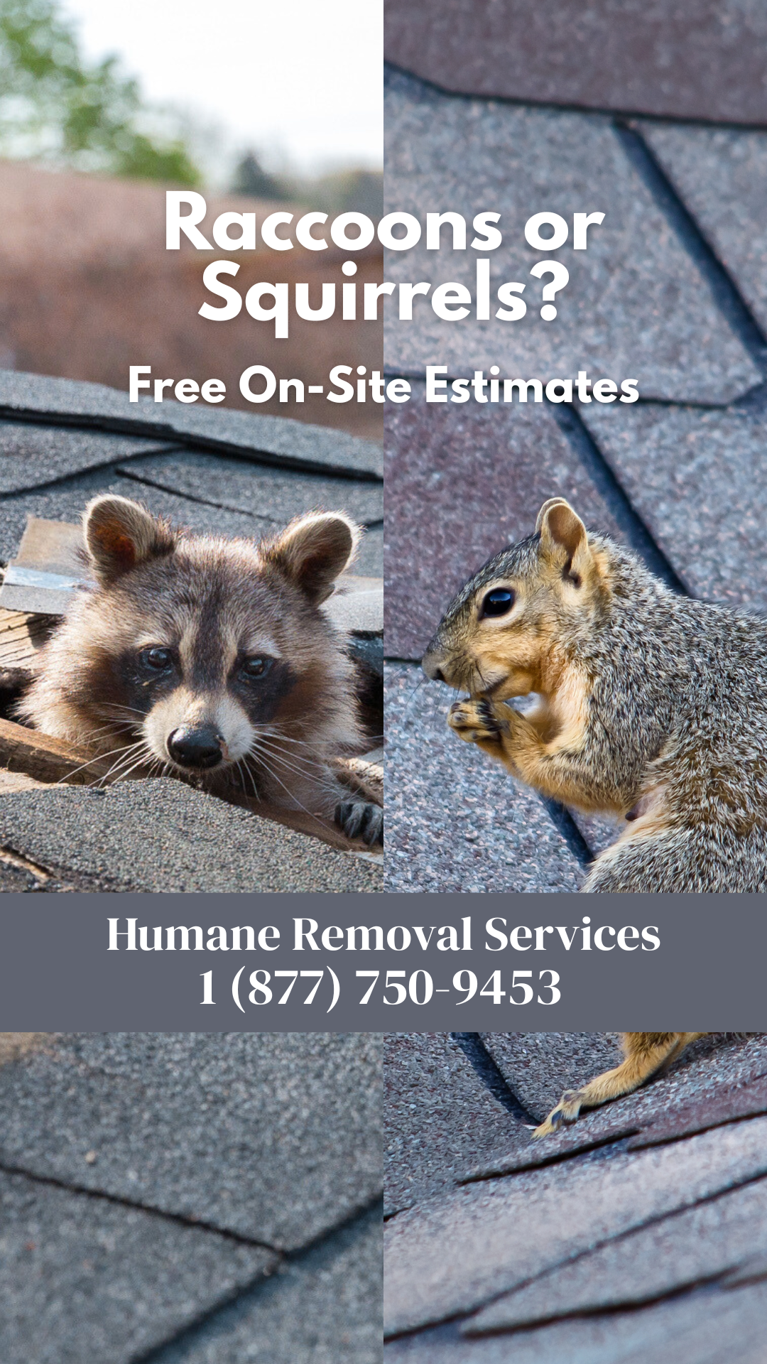 Humane Wildlife Removal 