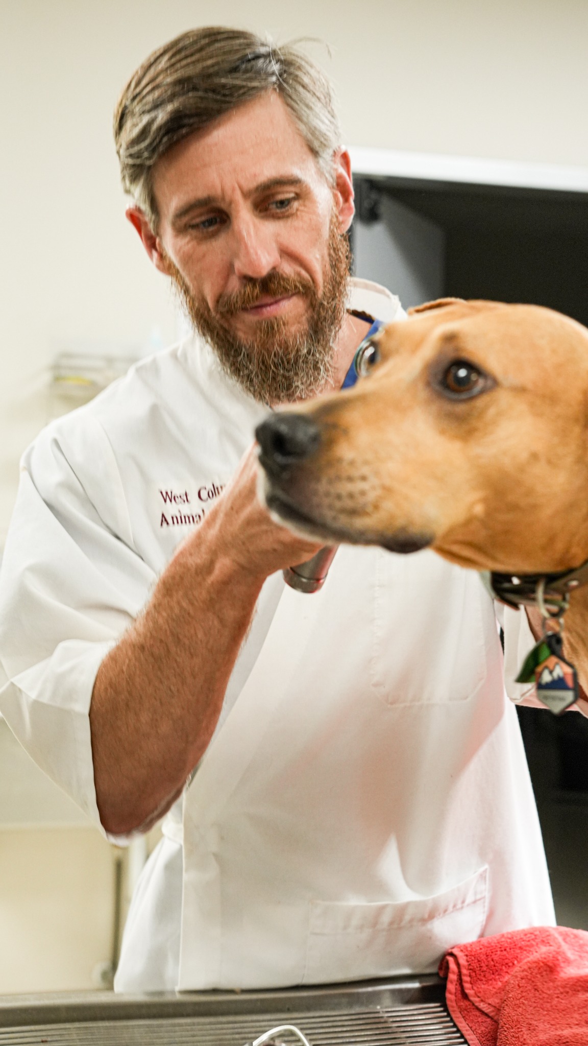 West Columbia Animal Hospital Veterinarian ad creative