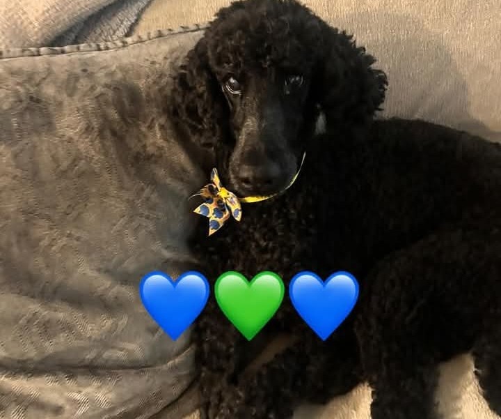 Kisses & Cuddles Pet Nannies