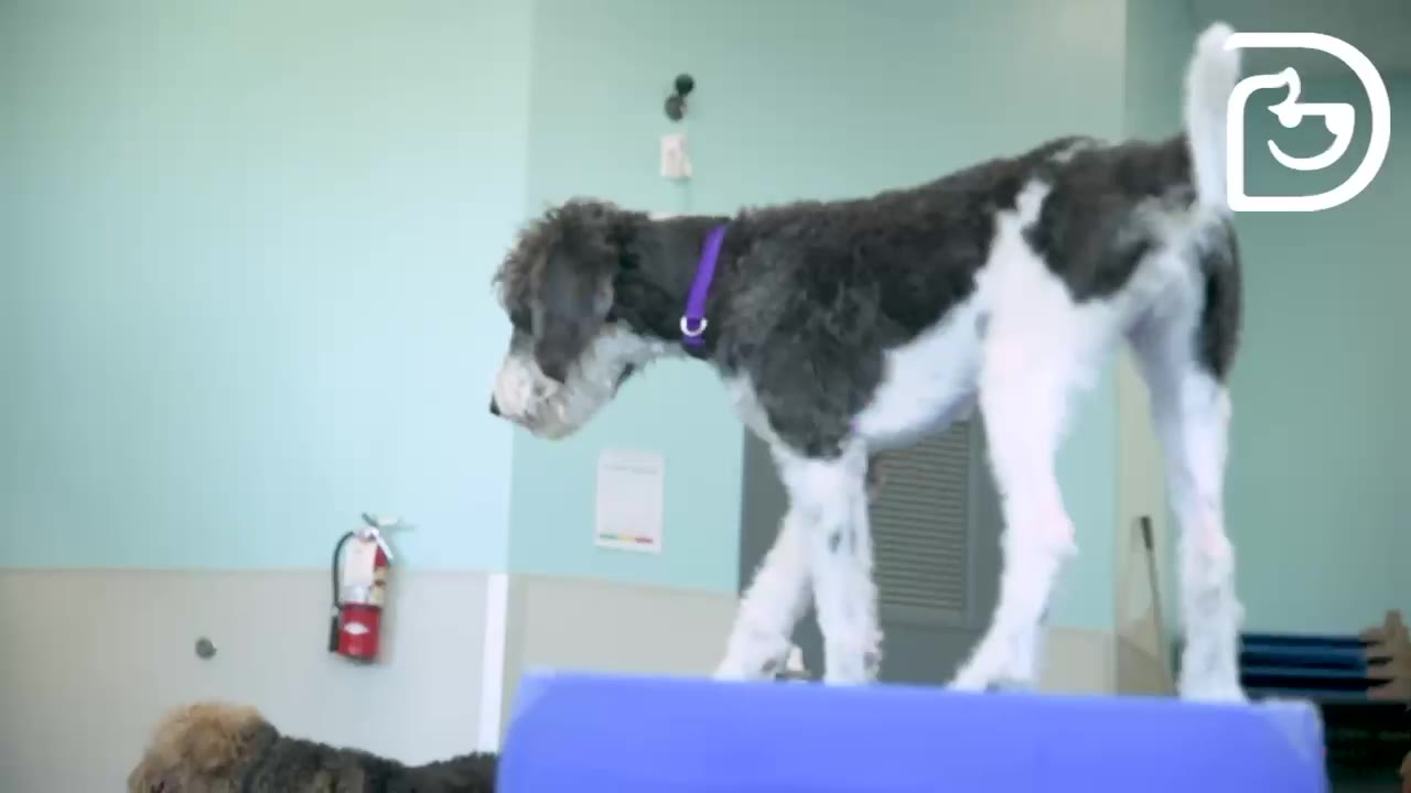 Dogtopia of Tempe Pet Boarding ad creative