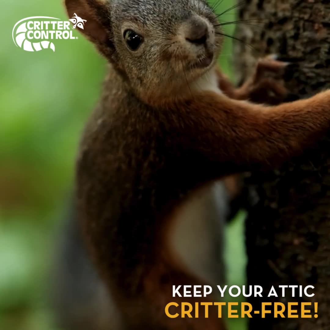 Trusted Wildlife Removal