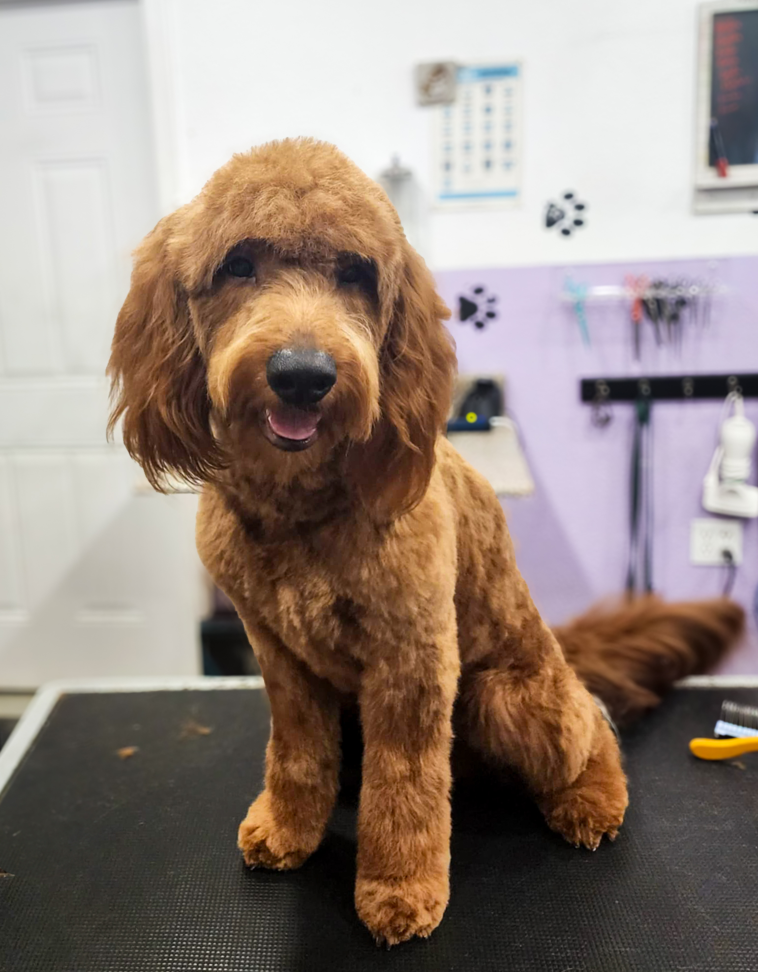 Dog Grooming | Round Rock | La Mia Bella Pet Salon