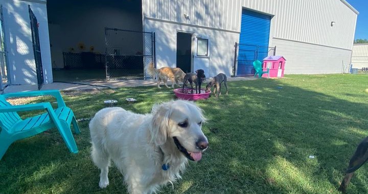 Classy Canines Pet Resort