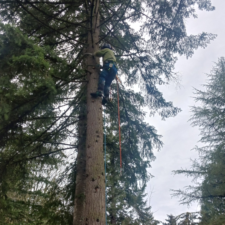 J & J Handyman Service LLC Tree Service ad creative