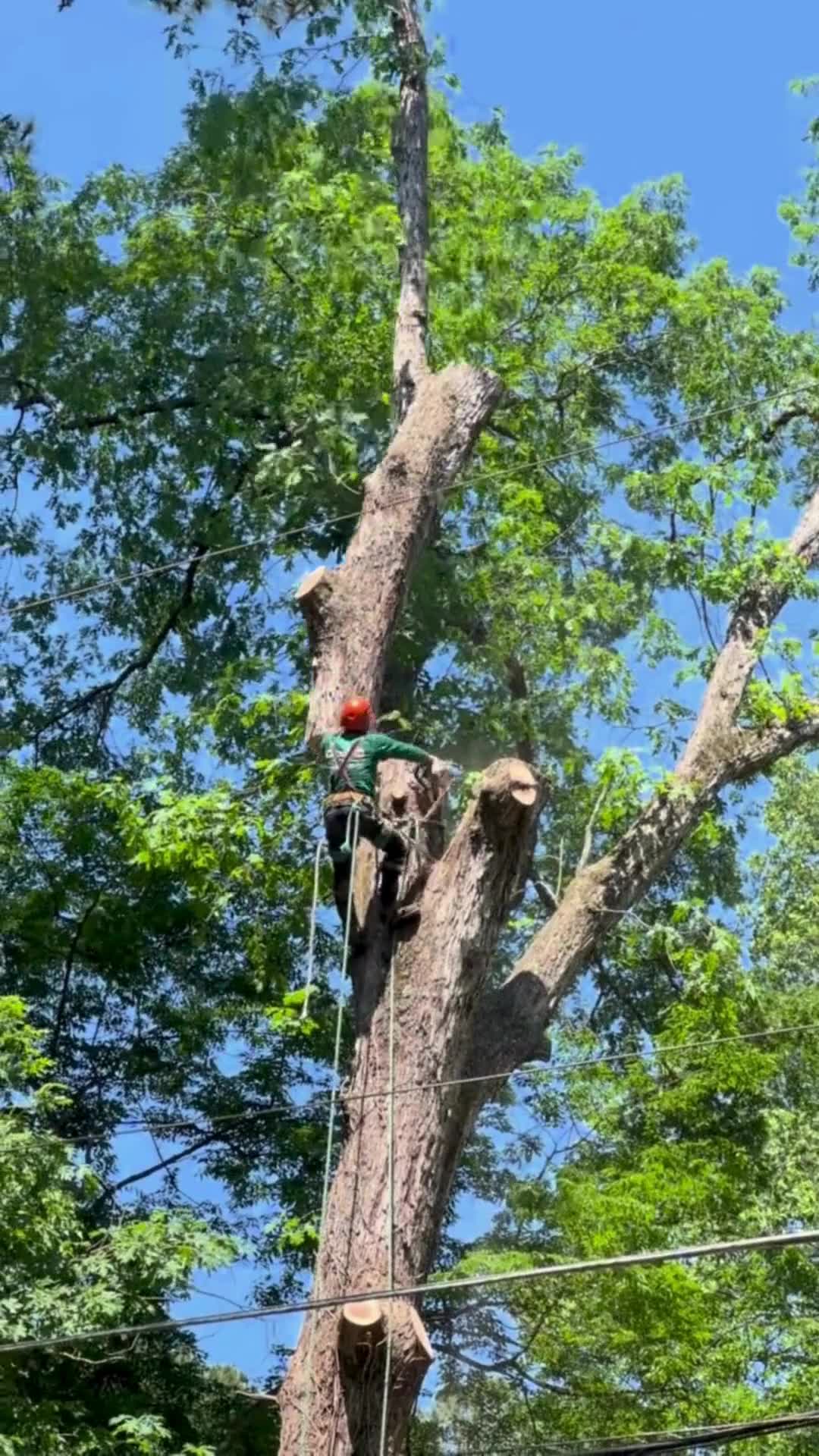 Castor Tree Service & Landscaping Tree Service ad creative