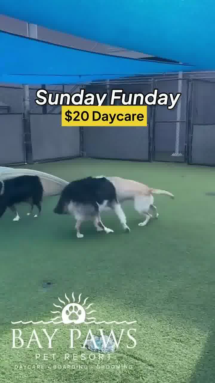 Bay Paws Pet Boarding ad creative