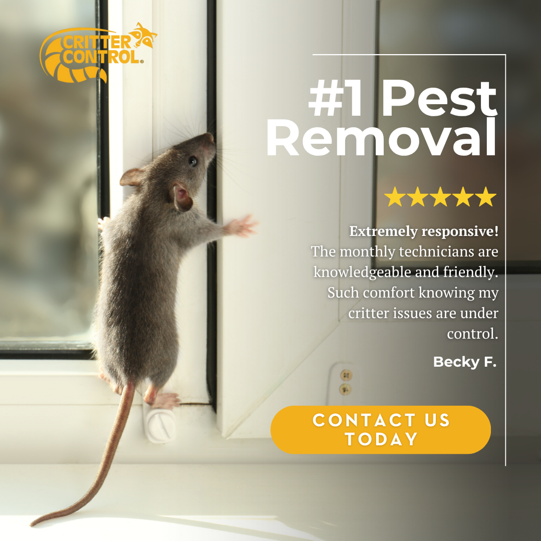 Critter Control Pest Control ad creative