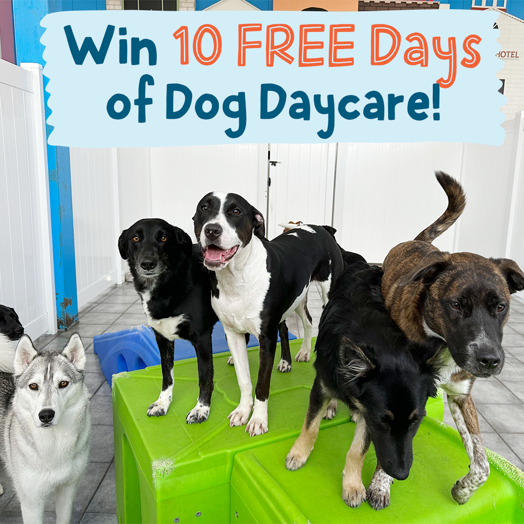 10 Free Days of Dog Daycare!